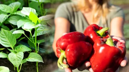 Cu ce se stropesc răsadurile de ardei la 10 zile de la plantare. Aşa vei avea o recoltă bogată