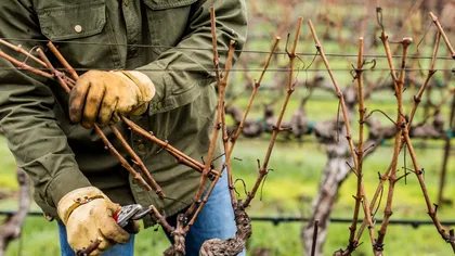 Data limită până la care trebuie tunsă vița de vie primăvara. Așa vei avea o recoltă bogată