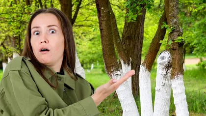 De ce trebuie să văruiești pomii în fiecare primăvară și toamnă, de fapt. Greșeala pe care o fac mulți oameni