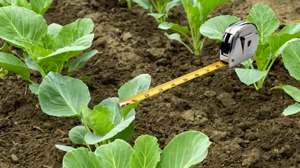 Distanța la care să plantezi varza în grădina ta. Detaliul care face diferența