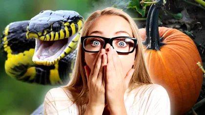 Dovleacul-șarpe ia grădinile românilor cu asalt. Cum arată şi ce gust are, a fost creat la Buzău