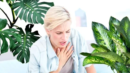 Este interzis să ai aceste plante în casa ta. Sunt periculoase, îngreunează respirația