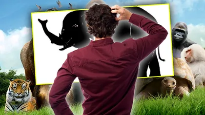 Găseşte toate cele 15 animale ascunse în imaginea de mai jos! Aşa afli ce IQ ai, puţini îşi dau seama