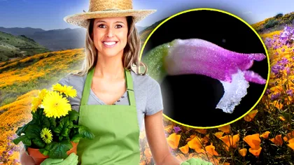 Noua specie de flori descoperită recent. Are petale ca de sticlă și se găsește într-o singură zonă