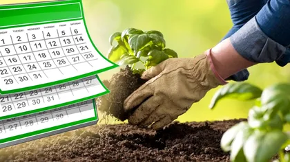 Plantele pe care le cultivi o dată și rezistă mulți ani. Vor crește în fiecare primăvară