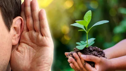 Plantele vorbesc! Ce sunete scot, experții au reușit să descopere, chiar dacă oamenii nu le pot auzi