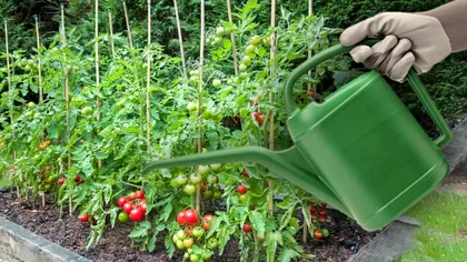 Secretul unei recolte bogate de roșii. Cu ce trebuie stropite la 7 zile de la plantare