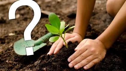 Unde trebuie plantaţi merii, perii, cireşii sau nucii, de fapt. Greşeala care îţi scade drastic recolta