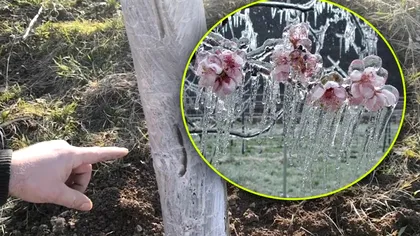 Cum protejezi pomii de îngheţ. Temperaturile scăzute şi ninsorile pun livezile în pericol