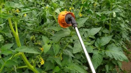 Când trebuie stropite roșiile cu bicarbonat de sodiu și cum trebuie să prepari soluția. Doar așa vei obține mereu o recoltă bogată