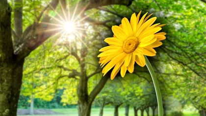 Flori de grădină care înfloresc toată vara. Sunt spectaculoase, vecinii te vor invidia