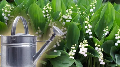 Cât de des trebuie udate lăcrămioarele, de fapt. Așa vor înflori mai mult timp