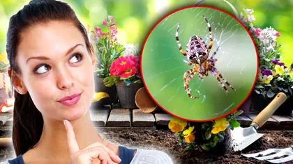 Ce să presari în grădină pentru a scăpa de păianjeni. Mulți grădinari experți procedează așa