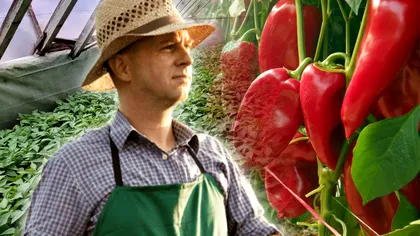 Ce să presari peste răsadurile de ardei, vinete sau varză pentru o recoltă record. Trucul bătrânilor de la ţară