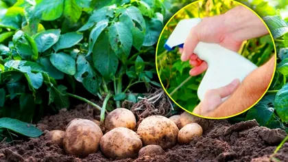 Cu ce se stropesc cartofii la 7 zile de la plantare. Detaliul care îţi asigură recoltă bogată la toamnă