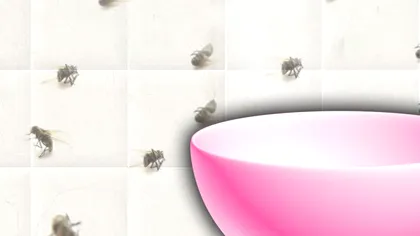 Amestecul banal care te scapă de musculițele din baie. Durează doar câteva minute