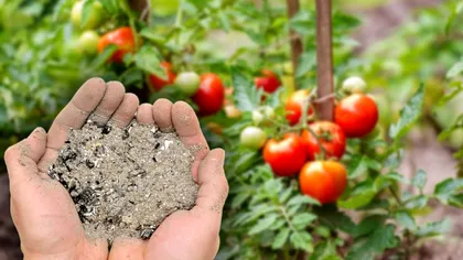 De ce să presari cenușă peste roșiile din grădina ta, de fapt. Trucul genial pentru vară