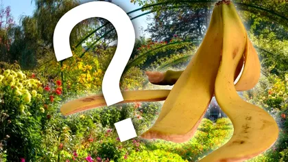 De ce să pui coji de banană în grădină, e un truc prea puţin cunoscut. Aşa îţi vei salva plantele!