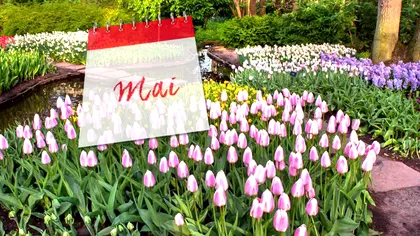 Flori care înfloresc în luna mai. Sunt spectaculoase, grădina ta va arăta minunat