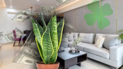 Locul din casă unde trebuie să așezi limba soacrei. Așa vei avea noroc și bani mulți