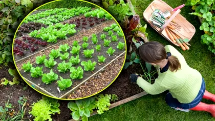 Ordinea legumelor în grădină. Ce este interzis să plantezi lângă roșii, castraveți, vinete sau ardei. Vei distruge toată recolta