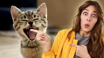 Pisica ta strănută des? Mare atenție la acest detaliu, poate fi periculos pentru animal