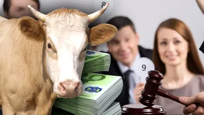 Suma colosală cu care s-a vândut un vițel la licitație. Poți să-ți iei un apartament de lux de banii aceștia