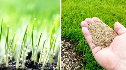 În cât timp răsare gazonul. Trucul isteț ca să crească rapid și frumos. Toți vecinii te vor invidia