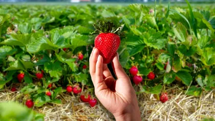 Trucul secret al grădinarilor ca să aibă căpșunele mai dulci. Cum scapă și de pesticide