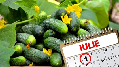 Vecinii vor fi invidioşi pe recolta ta de castraveţi. Ce trebuie să faci la începutul lunii iulie
