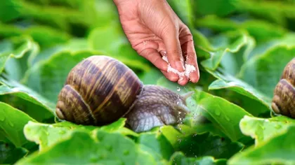 Cum scapi de melcii din grădină. Ce trebuie să presari în jurul plantelor, de fapt