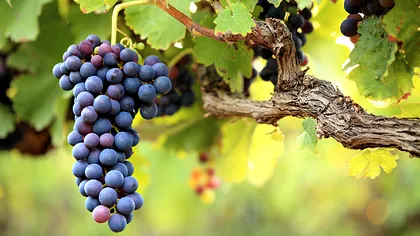 Cu ce să stropești vița de vie la început de iunie pentru o super recoltă. Așa vei avea struguri dulci și în cantități mari
