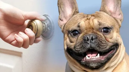 Câinele tău este foarte fericit când ajungi acasă? Motivul e mai profund decât credeai