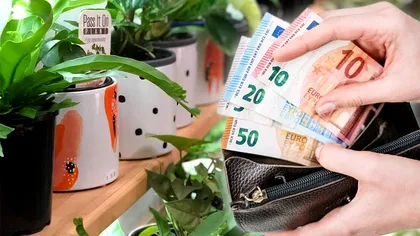 Care este cea mai scumpă plantă din lume. Poți să o cultivi chiar la tine în grădină