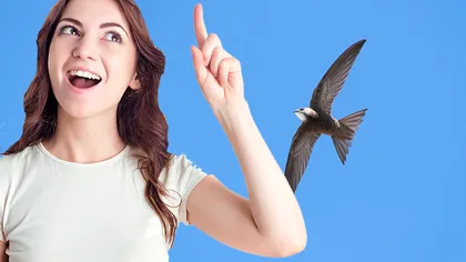 Care este singura pasăre care doarme în zbor. Nu te-ai fi gândit niciodată la asta