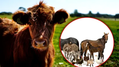 Ce animale nu vei mai putea crește în curte. Anunțul care i-a debusolat pe toți românii