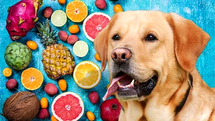 Ce fruct nu are voie câinele tău să mănânce, de fapt. Îi face mult rău
