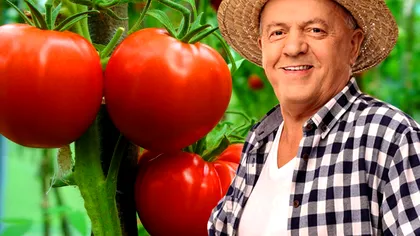 Ce îngrășământ să pui la roșiile din grădină. Este cel mai bun și costă doar câțiva lei, nu mai sta pe gânduri