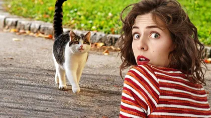 Ce înseamnă când pisica ta dă din coadă. Aşa se simte animalul, de fapt