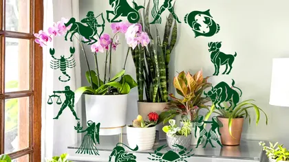 Ce plantă ți se potrivește în funcție de zodie. Surpriză mare la Gemeni