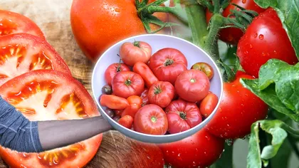 Ce să faci cu florile roşiilor pentru o recoltă nemaivăzută. Doar legumicultorii cu experienţă procedează aşa