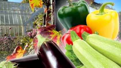Ce să faci cu vinetele, ardeii şi dovleceii din grădina la început de iulie. Aşa te vei bucura de o recoltă importantă