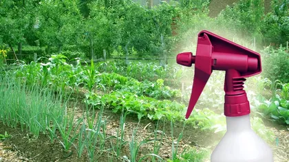 Ce să pulverizezi peste legumele din grădină pentru o recoltă bogată la toamnă. E trucul agricultorilor de top