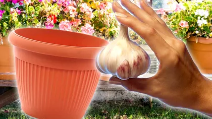 Ce se întâmplă dacă pui un cățel de usturoi în ghiveciul cu flori. Trucul genial pe care trebuie să-l încerci
