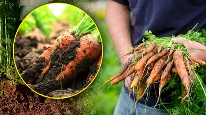 Cu ce să hrănești solul în care ai plantat morcovi în grădină. Legumele vor crește rapid și vor fi gustoase