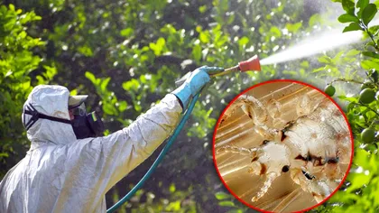 Cu ce să stropești pomii de păduchi. Grădinarii experți folosesc acest truc