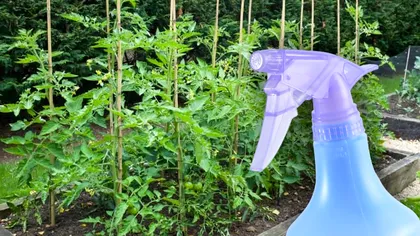 Cu ce să stropești roșiile după copilire, de fapt. Amestecul care face minuni pentru recolta ta