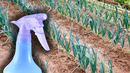 Cu ce să stropești usturoiul după plantare. Așa nu se va usca și va crește cât pumnul