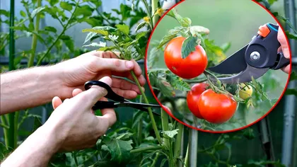 Greșeala pe care o faci atunci când tai plantele de roșii. Ce trebuie să faci pentru a avea o cultură bogată