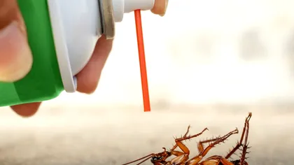 Ingredientele care te scapă de gândaci. Uită de această problemă în mod natural